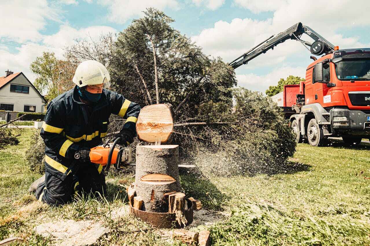 Best Affordable Tree Service  in Hollister, MO